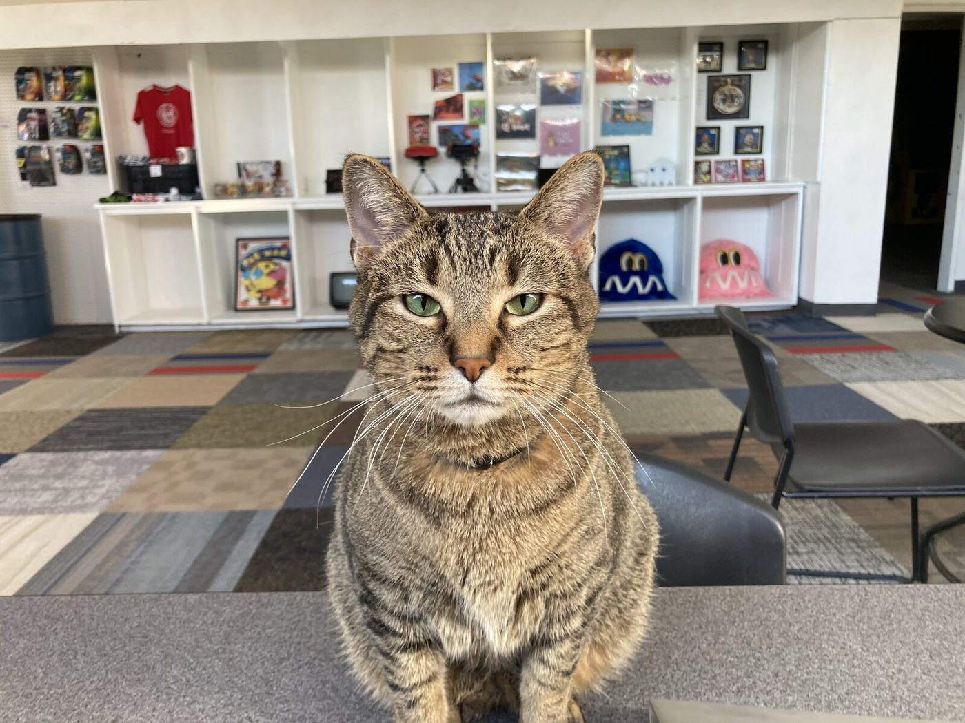 Jonesy, the Two Bit Game Room's tabby cat, sitting in the lounge